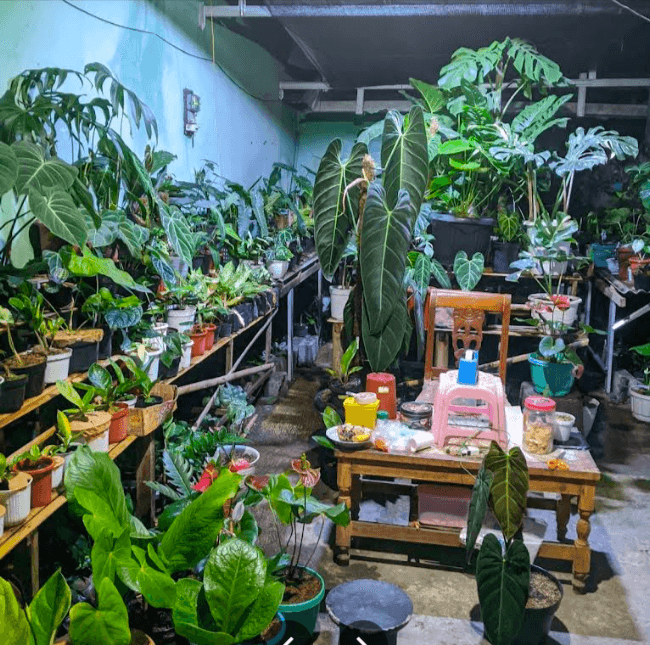 Omah Kembang Boyolali